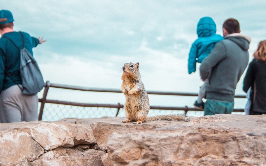 squirrel standing on rocks