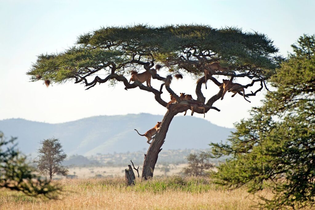 lions climbing up a tree in Serengeti National Park