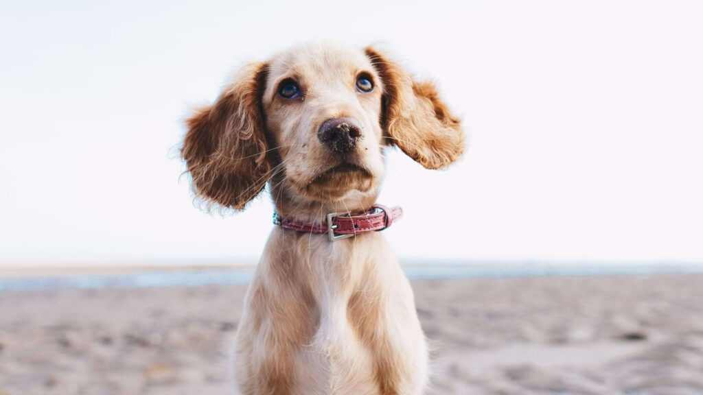 confused puppy standing on sandy beach